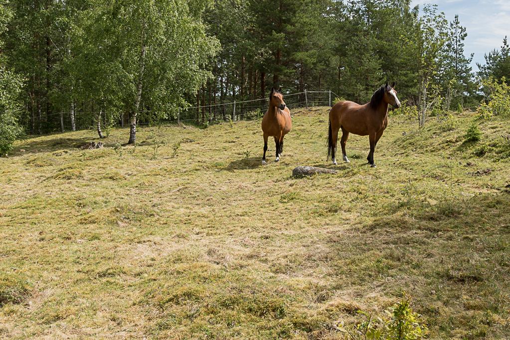 att skadas av tramp eller mulen från betesdjuren. En variation i betesdrift under olika säsonger kan vara lämplig då marken är torr och näringsfattig.