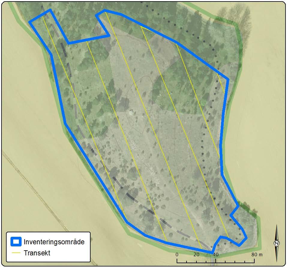 Sofiebergsåsen Fjärilsfaunan vid Sofiebergsåsen är artrik längs åsen men inga observationer av svartfläckig blåvinge gjordes vid de tre fältbesöken.