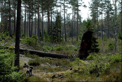 EFTERSÖK, spårträning Kom och träna din hund och dig själv. Passar både för nybörjare, unghundar och gamla rutinerade som vill hålla igång under våren.