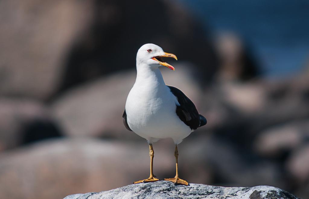 Roskarl: 0 par (0 par). Efter tre år i rad utan observationer i häckningstid kan vi numera utesluta roskarlen som häckfågel i området. Skrattmås: 15 par (25 par).