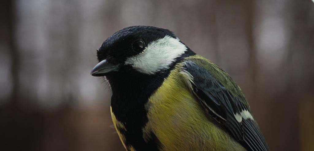 Fre 4 sön 6 sept Falsterbo Bird Show 2015 OBS!