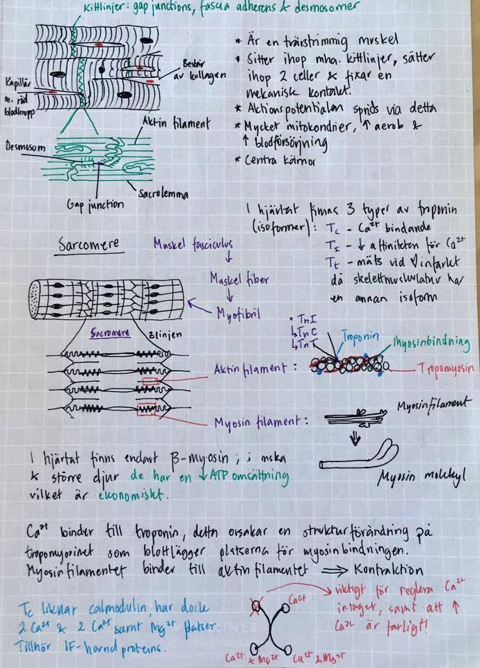 bipoläraelektroder (lead 1,2,3). Centern av triangeln ger en referenspunkt för de unipolära elektroderna. Vad visar utslaget på EKG?