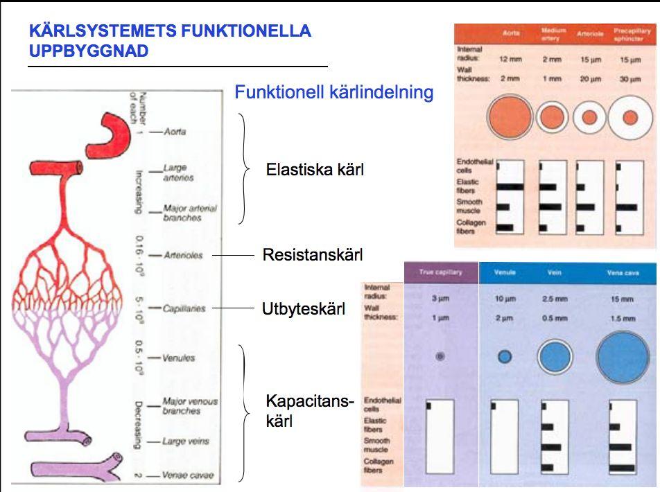 lungan tagit skada och hade vi haft samma låga blodtryck i systemkretsloppet som i lungkretsloppet hade vi inte haft någon cirkulation.