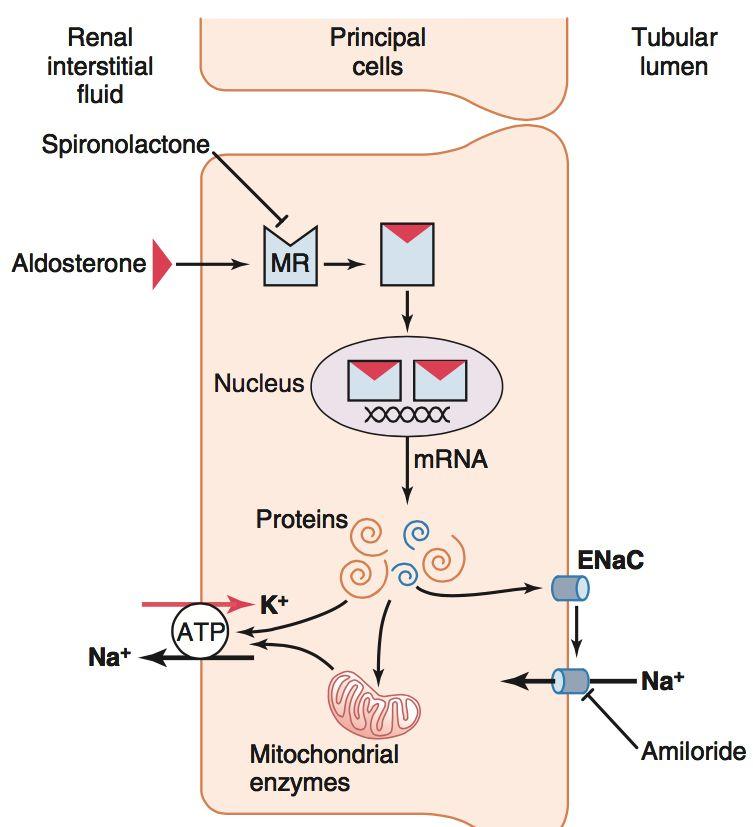 Vad är POMC och vad klyvs det till? När ACTH frisläpps från adenohypofysen, frisläpps flera andra hormoner som har liknande kemiska struktur.