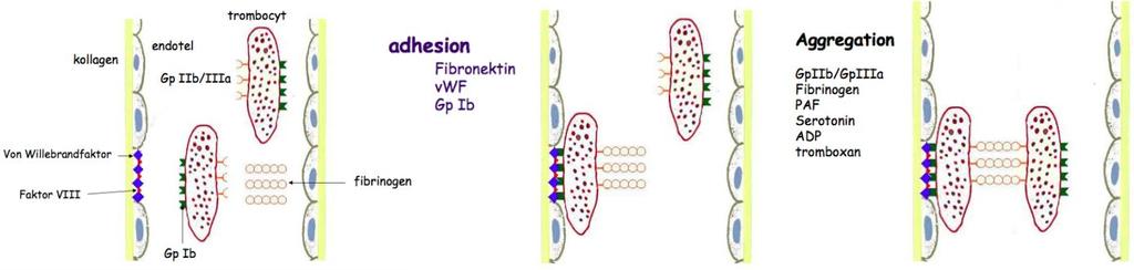 Primär cellulär hemostas, bildningen av trombocyt-pl ugg Även kallad primär blodstillning.