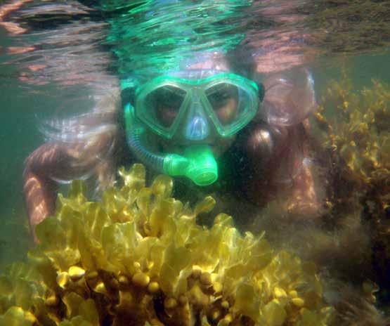 22 Marina miljöer Befintliga åtgärder: Foto: Länsstyrelsen y Havs och vattenmyndigheten har tagit fram ett förslag till ett ramverk för marin naturvärdesbedömning (Mosaic).