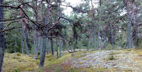 26 Foto: 26 Skogsmark och trädklädda marker 26 Skogsmark och trädklädda marker Länsstyrelsen 26.1 BESKRIVNING Detta insatsområde omfattar skogsmark och andra trädklädda marker i Stockholms län.