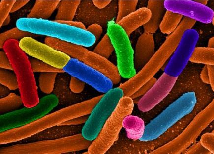 SUBSTRAT Näringslära för biogastekniker Rätt mikrober Metanogena archeae G A S Rätt temperatur Mesofil 37 C Termofil 55