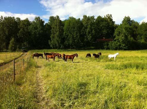 LSSpersonalen hjälper till att hålla gräsmattorna fina och ogräset borta. Ett antal fasta och mobila hinder har förbättrats. Stockhindret nere vid Torpet byttes ut helt.