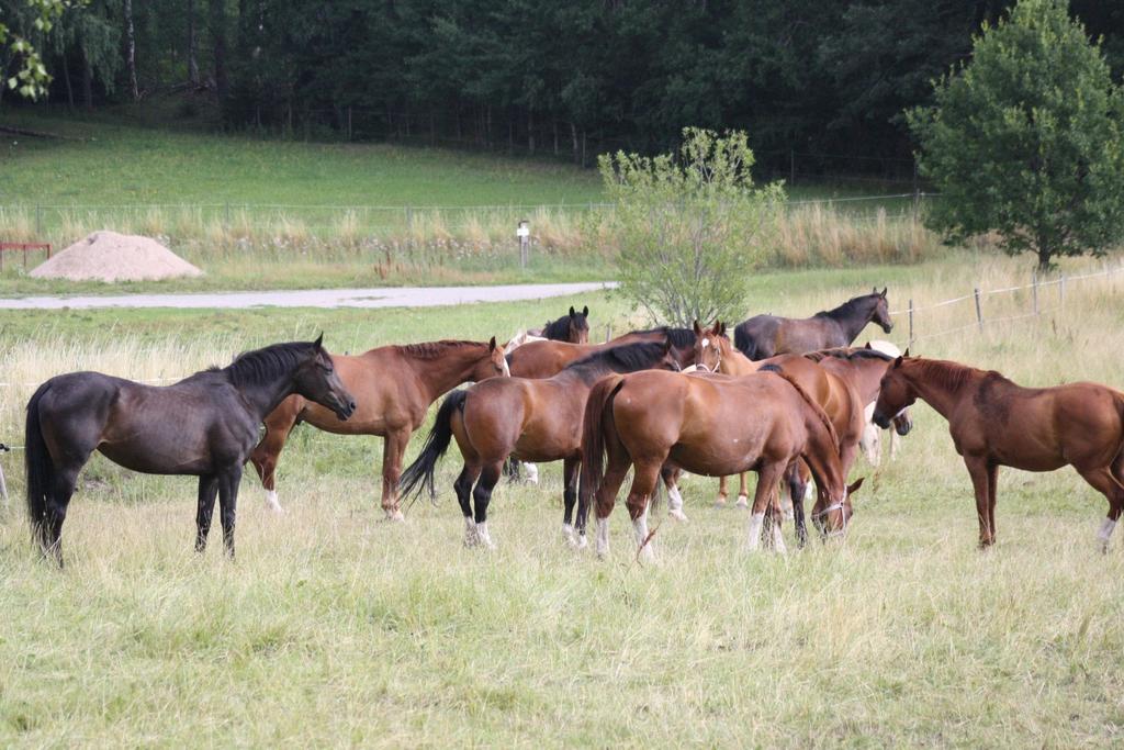 Ponnyer Arabella Banjo Belle Capitano Arda s Green Spot Grytåsa Kask Ivanhoe Lollipop Lucien Max Mr Bean Mr Grey Nala Nikita Nova af Öhrlings PriceWaterhouse- Coopers Saga Silvea Lady Spirit s Friend