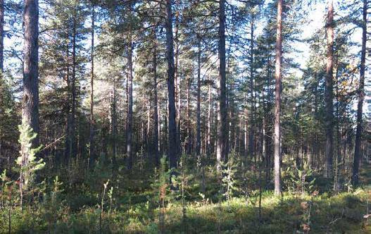 MILJÖKONSEKVENSER Naturmiljö Förutsättningar Liikavaara-området Planområdet består av flack terräng med skogar och våtmark och befintlig bebyggelse. Skogarna består av produktionsskog i olika stadier.