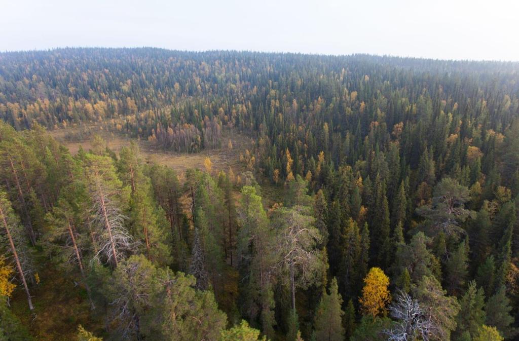 Nollalternativet och planförslaget bedöms båda påverka fågelskyddsområdet vid Lompolosjön lika mycket men kring Liikavaara påverkar planförslaget mer negativt.