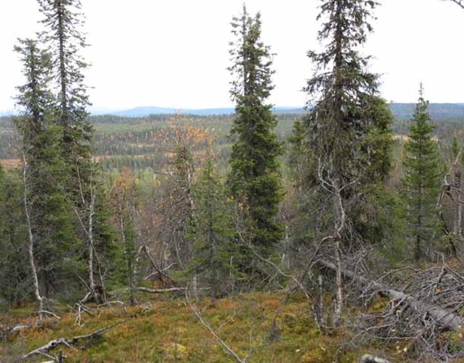 Landskapsbild Förutsättningar Det aktuella planområdet utgörs av gruvdrift, industribyggnader, gråbergsupplag och sandmagasin. Inom det utökade området finns skogs- och myrmark samt renbetesland.