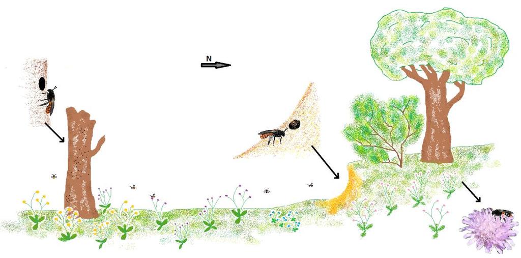 Slutsatser För att bina skall kunna fullborda sin livscykel måste såväl boplatser, bomaterial som föda finnas inom maximalt 500 meter. Att skapa blommande marker, t.ex.