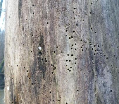 Många arter bygger bon i ved, t.ex. i solbelysta torrträd och exponerade lågor, ofta i kläckhål av större skalbaggar. Död solexponerad ved är idag en bristvara både i skogs- och jordbrukslandskapet.