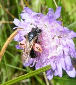 Sådana biarter är särskilt känsliga för förändringar i vegetationen och deras pollenväxter är därför särskilt viktiga