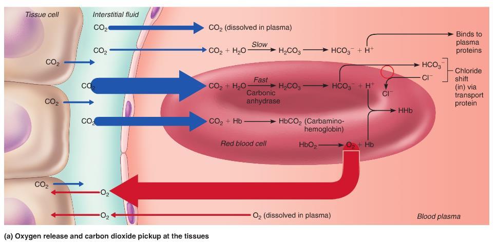 Syrgasleverans och CO2 upptagning i perifera vävnader
