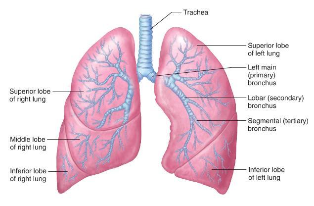 Lungans makrostruktur 10 segments 9 (8) segments