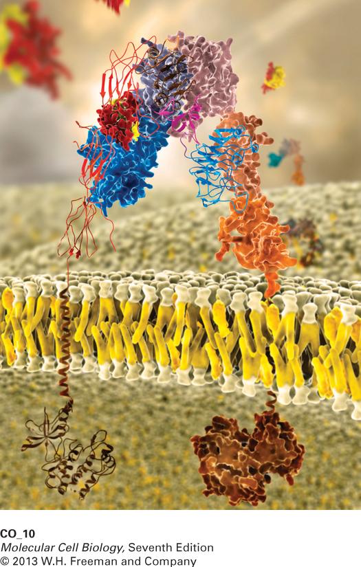 PI Signaltransduktion Fosfatidylinositol och sekundära budbärare CMB Fosfolipas C (β, γ), PLC β, γ PLCβ GPCR, PLCγ RTK/Cytokinreceptorer IP3, DAG Ca 2+ Calmodulin + olika Ca bindande proteiner CaM