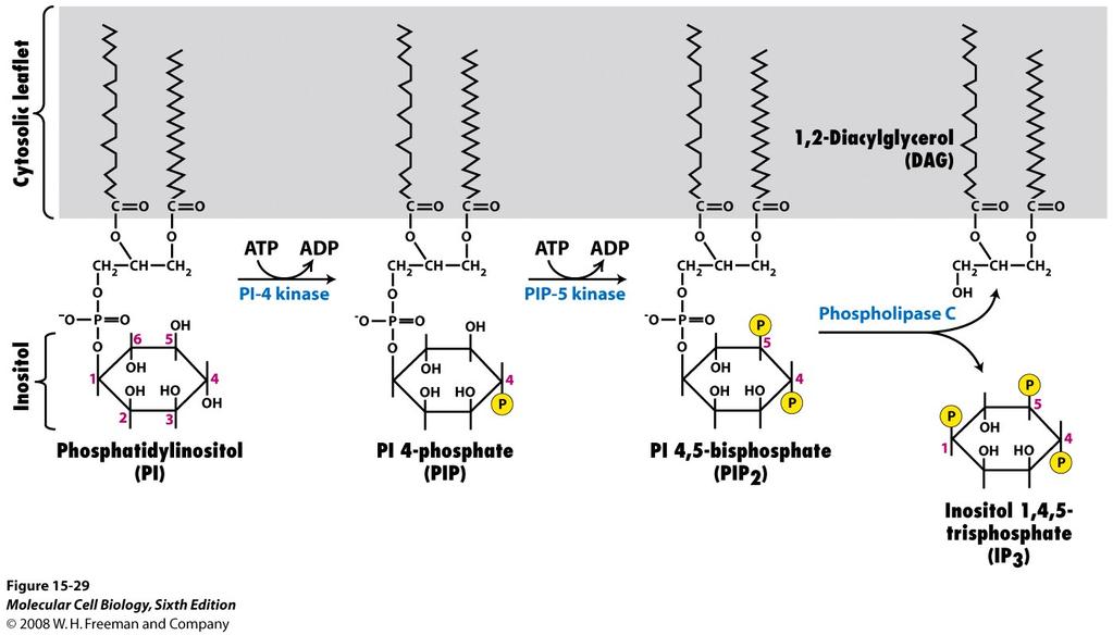 bl.a. kinaser Fosfatidylinositol (PI) PI= Phosphatidyl-inositol Ca 2+ purinderivat