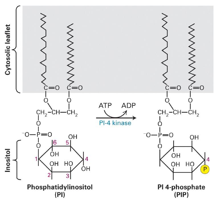 Fig 15-35 Fig 15-35 Phospholipase C, PLC DAG Phospholipas C;