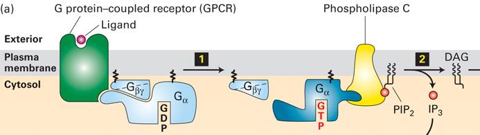 Aktivering av PLCβ av GPCRs Aktivering av PLCγ av RTKs och cytokin receptorer PLCγ binder