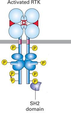 PLCγ binder till PI 4,5-P2 med PH domänen.