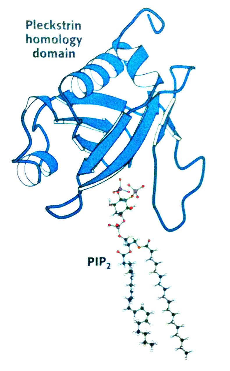 PH-domain (pleckstrin homology domain): binder PIP2 fosfolipider Gα0 eller Gαq P PLCγ P