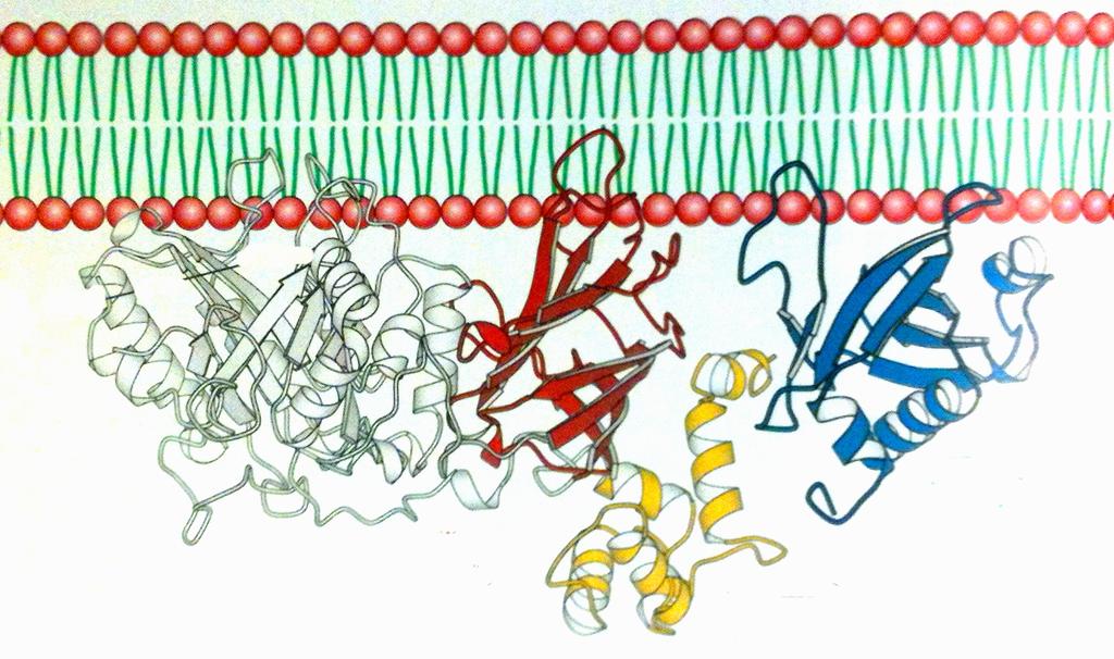 Fosfo-Y, PLCγ är ett multidomänprotein som lokaliseras till membranets insida med SH2