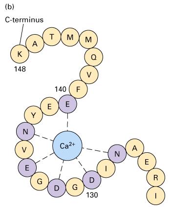 Ca 2+ har många effekter i cytoplasman Påverkar olika Ca 2+ bindande proteiner Calmodulin ett av de viktigaste Modulator