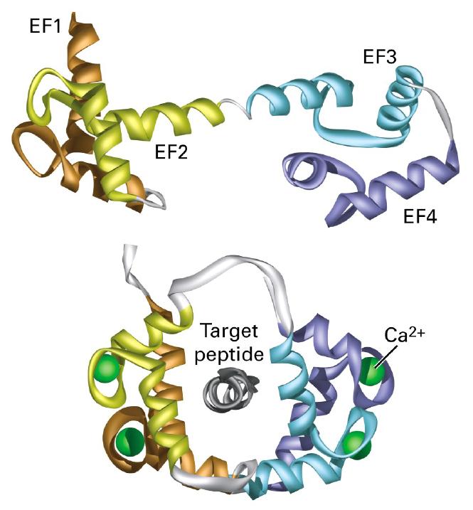 Kväveoxid (NO) syntes Calmodulin binder fyra Ca 2+ -joner Calmodulin i cytosolen medierar Ca 2+ -effekter i cytoplasman