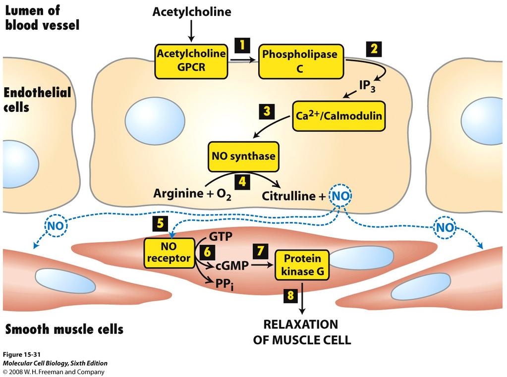 Syntes av kväveoxid ( NO ) av enzyme NO syntas (NOS) NO och intracell.