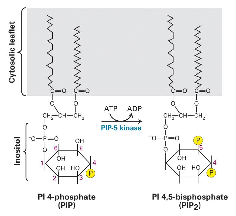 Mer om fosfatidylinositolerna PIP-5 kinas Lodish Fig 16-25 Ingen PLCklyvning PIP-5 kinas