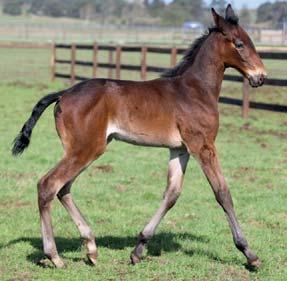 Avelsvärderingsnämnden: Medelstor, högställd, lätt och ädel hingst.