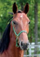 Jocose Marelle 9 st: 4-1-1 1.14,6am 780.630 kr AD HOC, hingst e.