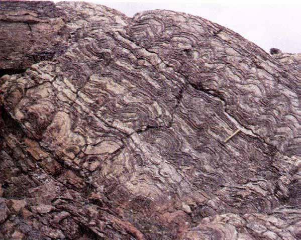 Otto Hermelin / SU Sida 12 Fossila stromatoliter i tvärsnitt Stromatoliter är ju laminära organiska sedimentära strukturer.