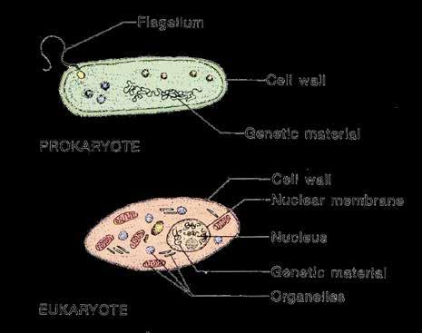 Utveckling av eukaryota celler Förmodligen uppstod den eukaryota cellen i samband med sammanslagningen av två bakterieceller, där en av bakteriecellerna kom att leva inne i den andra.