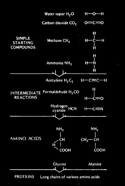 Otto Hermelin / SU Sida 3 Aminosyror livets byggstenar Miller-Urey s experiment visade att organiska molekyler, som aminosyror kan bildas ur ickebiologiskt material.