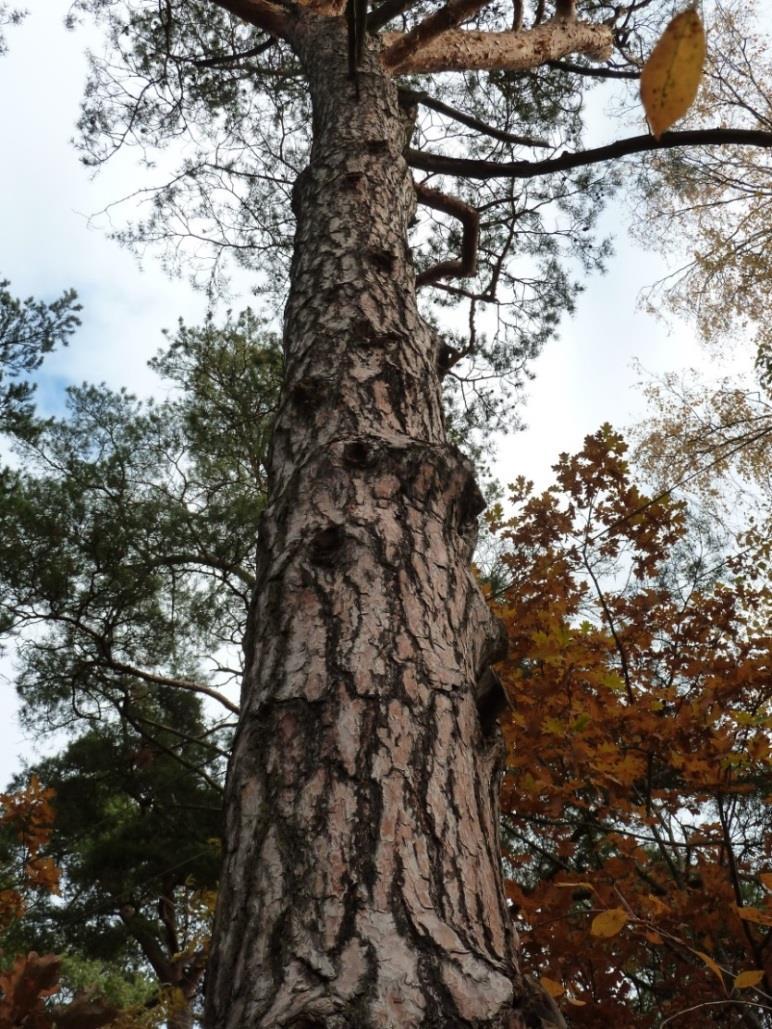 RAPPORT 10 (15) De största värdena i området utgörs av träden, främst grövre tallar (Figur 6) och några ädellövträd (Figur 9 och 10).