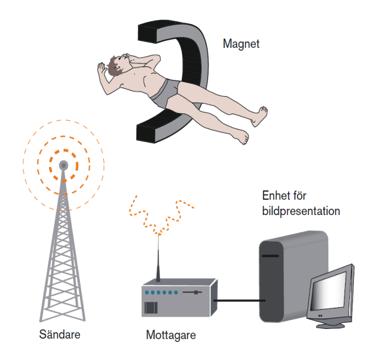 Magnetfält protonerna orienterar sig i