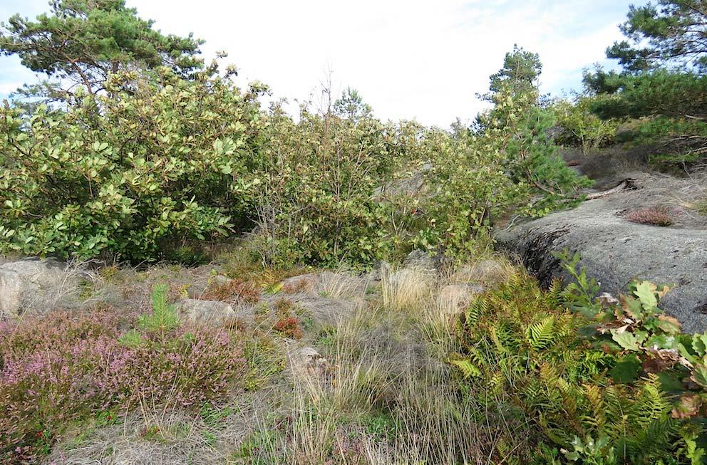 Handbok 2009:2. Nitare, J. 2000. Signalarter. Indikatorer på skyddsvärd skog. Flora över kryptogamer. Skogsstyrelsen. Jönköping.