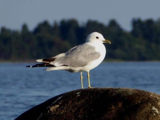 Sida 2(7) av objekt I Vänern finns Sveriges största sötvattensskärgård, med tusentals öar, kobbar och skär.