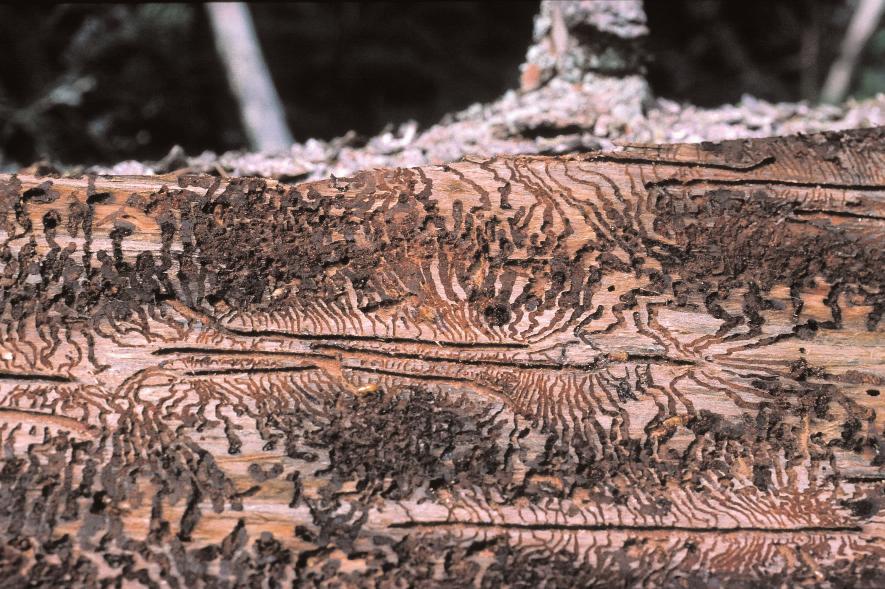 beetle in wind-felled trees in the first summer following