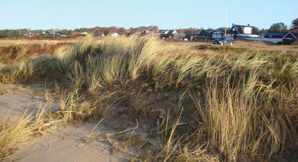 På en del områden där sanden legat blottlagd efter vresrosgrävning har havet kommit in på bred front men stannat vid en inre ny lite högre dynrygg som bidats i gränsen mellan grävt område och gammal