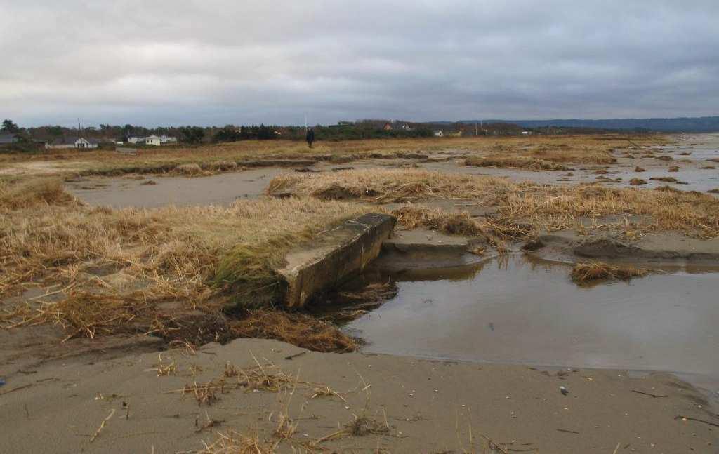 En ny inre, något högra dynrygg har bildats av torr sand som blåst upp och lagt sig i dynkanten mellan ljunghed och grävt vresrosområde och dyngräset har etablerat sig. Söder om Rydholmsvägen.