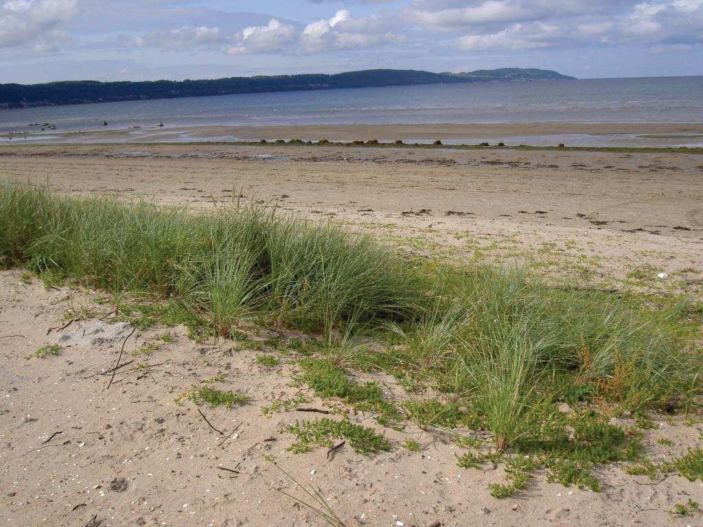 En fördyn med strandråg och saltarv söder om reningsverket innan stormen. Samma fördyn efter stormen.