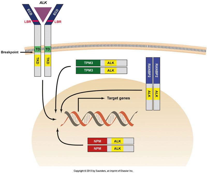 Genrearrangemang av ALK- genen leder till bildandet av en fusionsgen X ALK fusionsgen The various fusion genes result from the combination of the ALK tyrosine kinase domain with a domain from another