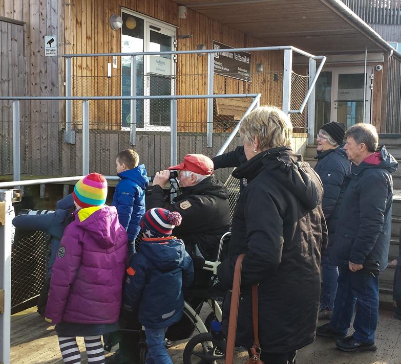 Familjen består av en hona och två ungar och nu har även en hane anslutit sig till familjen. De jagar småfisk och äter den ofta vid iskanten.