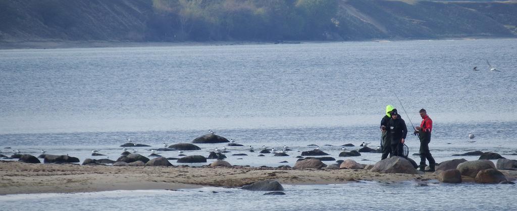 Rastande kentska tärnor på Österlen 2015 Text: Åke Andersson foto: Åke Andersson Kolonin med kentska tärnor väntar tålmodigt på att fiskarna ska försvinna.