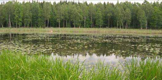 2 Bandnate Längs Mellandammen vid Sofielund i Sala infångades ett ensamt exemplar av bandnate (Potamogeton compressus) som enligt rödlistan 2005 är sårbar och har få fynd i Västmanland. 4.3.